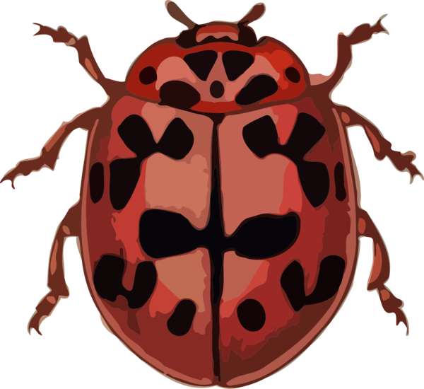 Free Insect Ladybird Beetle Insect Clipart Clipart Transparent Background