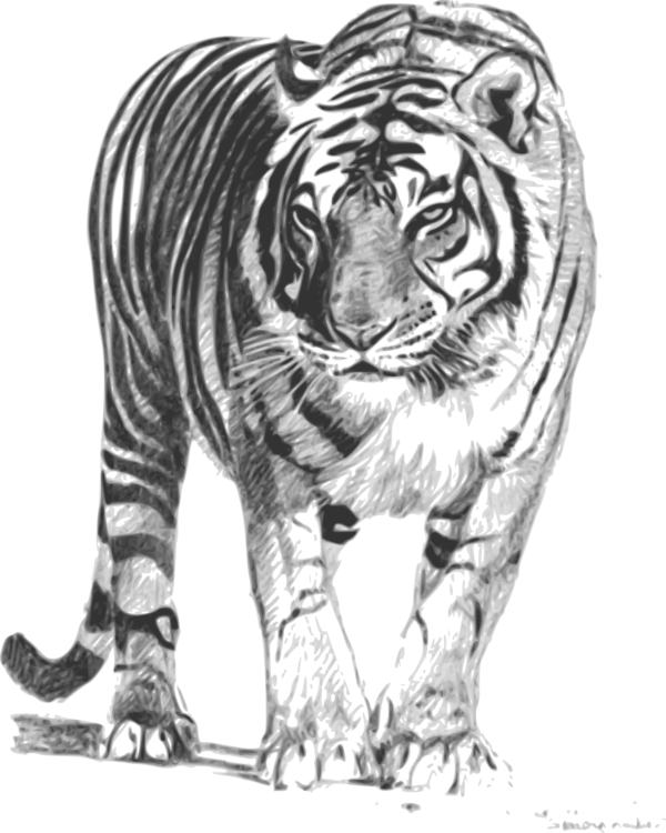Free Cat Tiger Wildlife Black And White Clipart Clipart Transparent Background