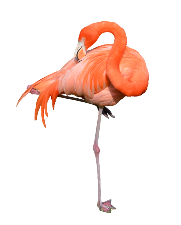 Free Bird Flamingo Bird Water Bird Clipart Clipart Transparent Background