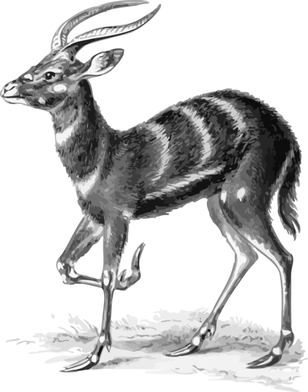 Free Deer Wildlife Black And White Antelope Clipart Clipart Transparent Background