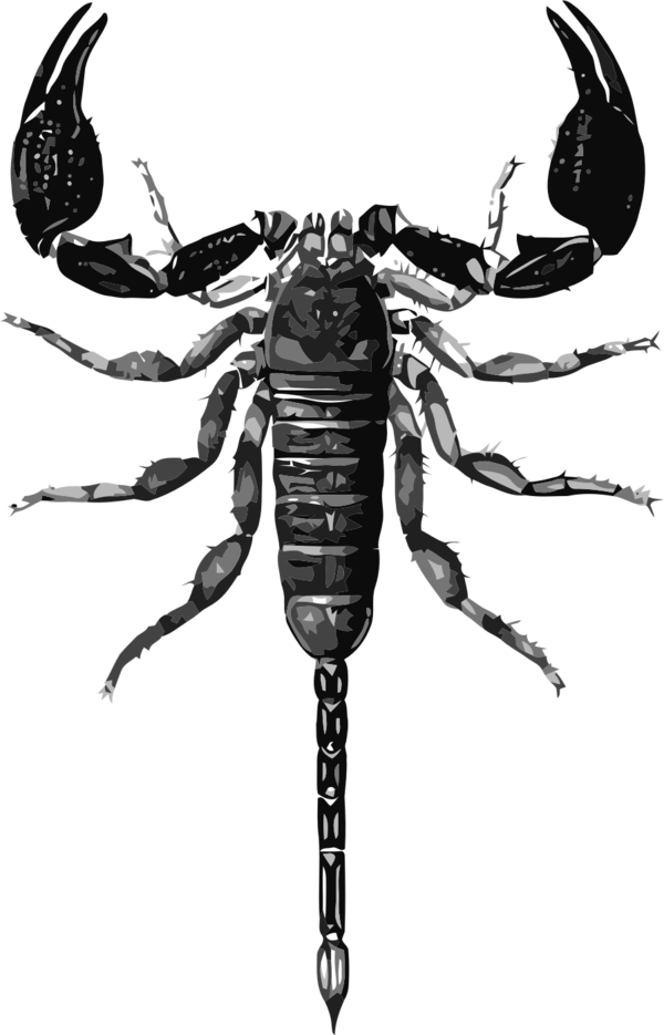 Free Insect Scorpion Black And White Insect Clipart Clipart Transparent Background