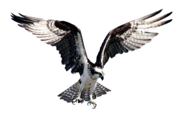 Free Bird Bird Bird Of Prey Eagle Clipart Clipart Transparent Background