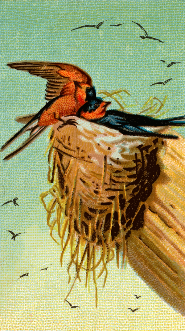 Free Bird Bird Beak Bird Nest Clipart Clipart Transparent Background
