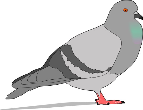 Free Bird Bird Beak Pigeons And Doves Clipart Clipart Transparent Background
