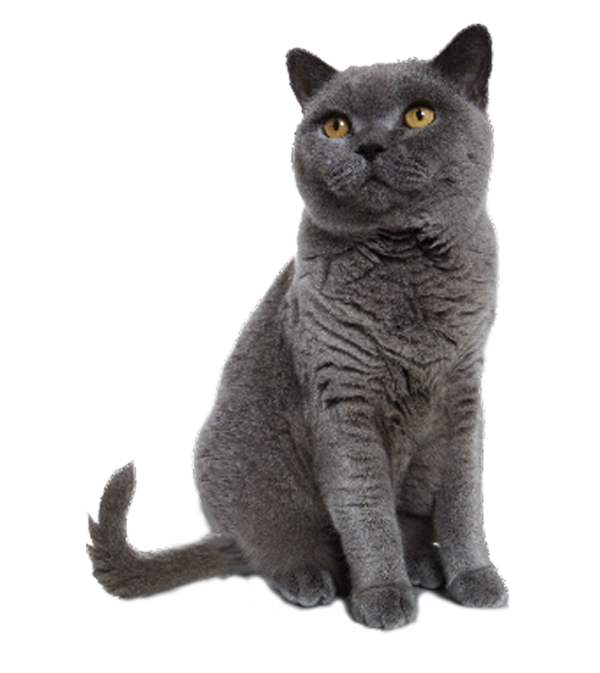 Free Cat Cat Chartreux British Shorthair Clipart Clipart Transparent Background
