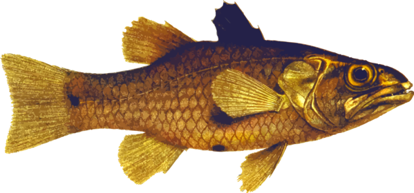 Free Fish Fish Bony Fish Goldfish Clipart Clipart Transparent Background