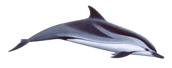 Free Dolphin Dolphin Short Beaked Common Dolphin Rough Toothed Dolphin Clipart Clipart Transparent Background