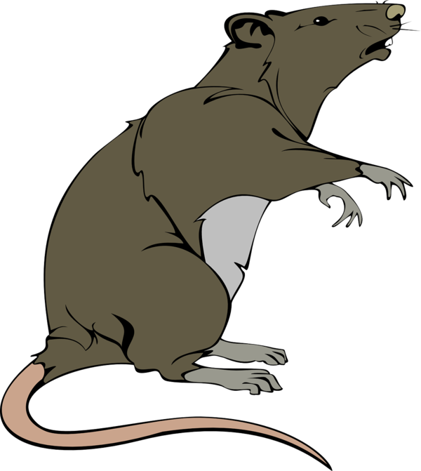 Free Bear Rat Muroidea Wildlife Clipart Clipart Transparent Background