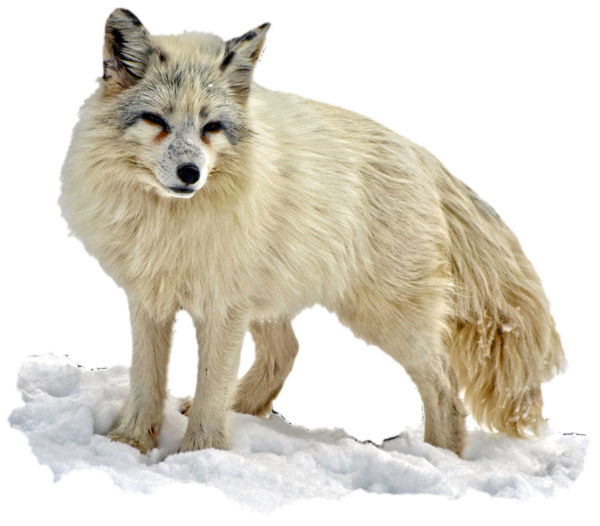 Free Bear Wildlife Fox Wolf Clipart Clipart Transparent Background