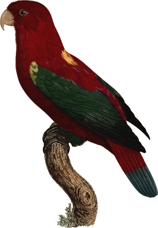 Free Bird Bird Parrot Beak Clipart Clipart Transparent Background