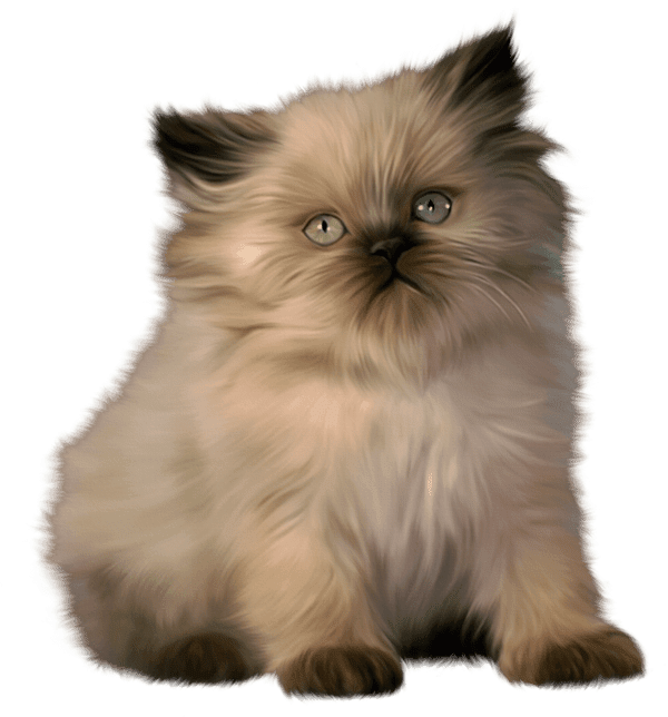 Free Cat Cat Whiskers Himalayan Clipart Clipart Transparent Background
