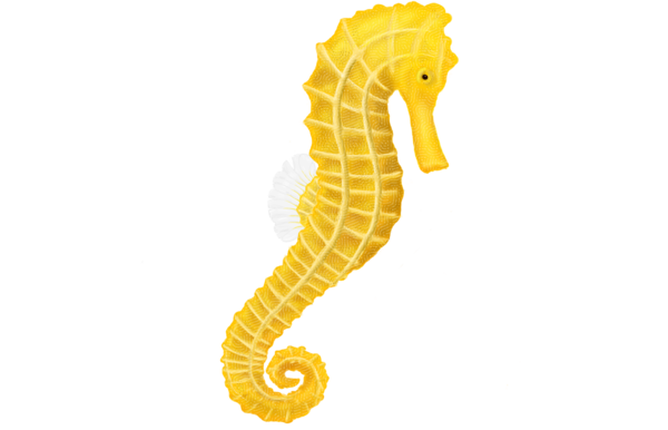Free Fish Seahorse Fish Animal Figure Clipart Clipart Transparent Background