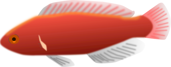 Free Fish Fish Close Up Brush Clipart Clipart Transparent Background