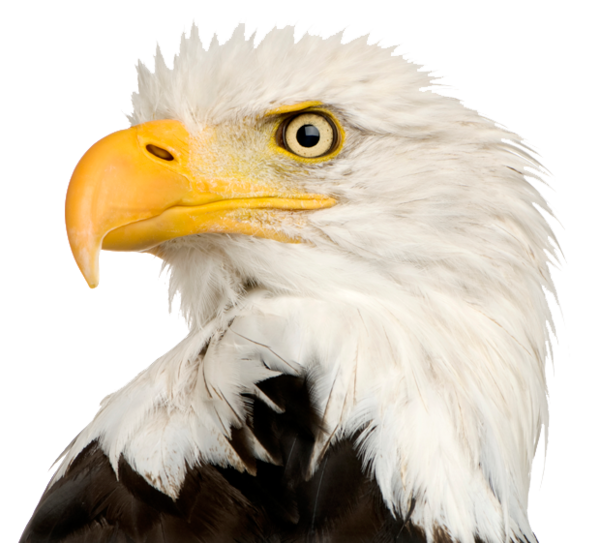 Free Bird Beak Bird Of Prey Eagle Clipart Clipart Transparent Background