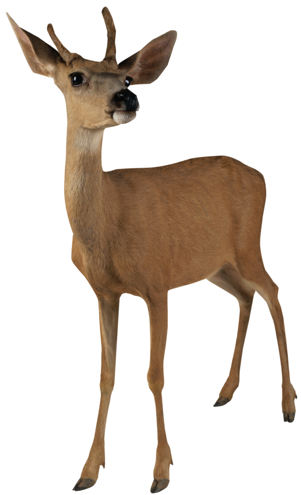 Free Hunting Deer Wildlife White Tailed Deer Clipart Clipart Transparent Background