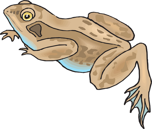 Free Fish Toad Frog Tree Frog Clipart Clipart Transparent Background