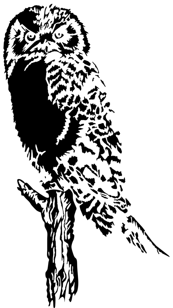 Free Bird Bird Owl Beak Clipart Clipart Transparent Background