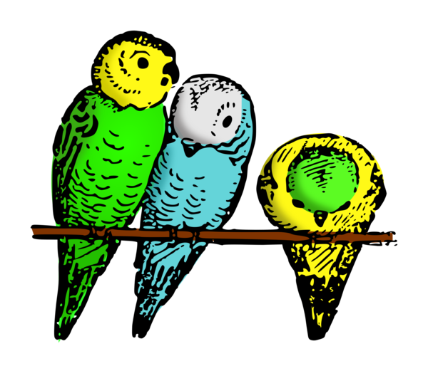 Free Bird Bird Beak Parakeet Clipart Clipart Transparent Background