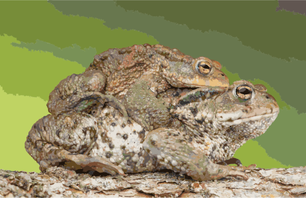 Free Frog Toad Frog Bullfrog Clipart Clipart Transparent Background