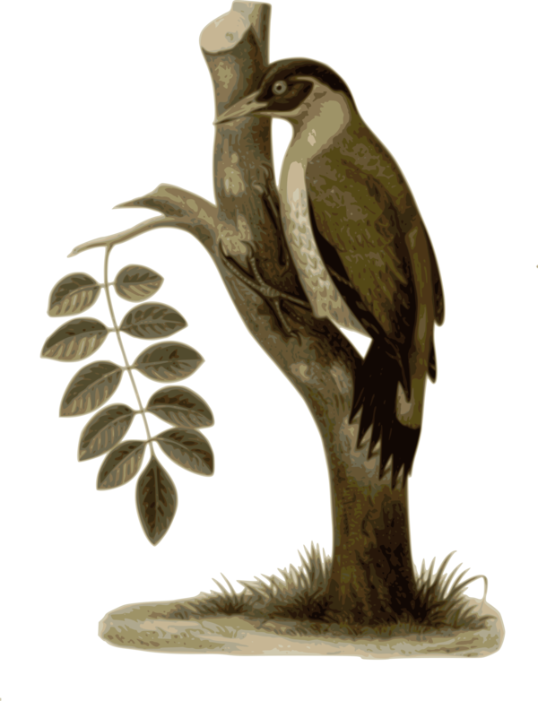 Free Bird Bird Beak Bird Of Prey Clipart Clipart Transparent Background