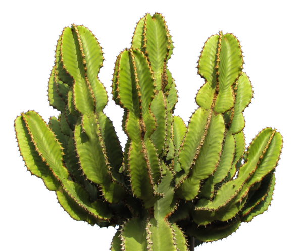 Free Cactus Plant Cactus Acanthocereus Tetragonus Clipart Clipart Transparent Background