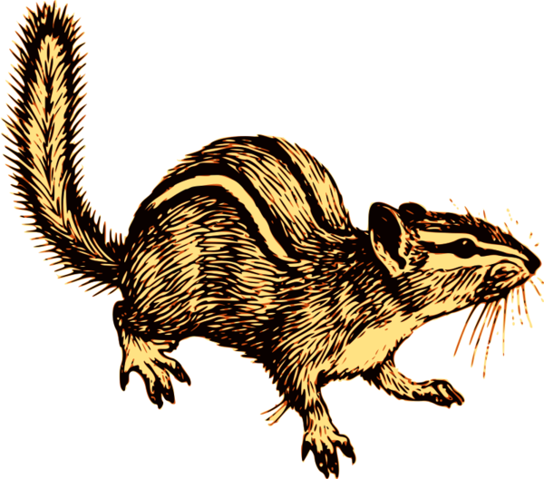 Free Squirrel Wildlife Rat Tail Clipart Clipart Transparent Background