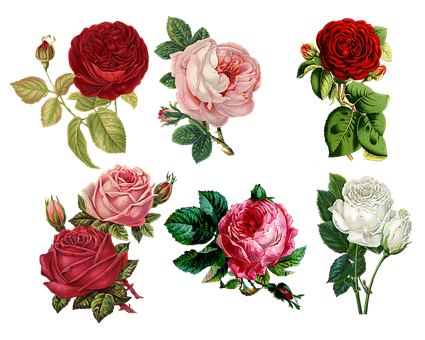 Free Store Flower Rose Family Rose Clipart Clipart Transparent Background