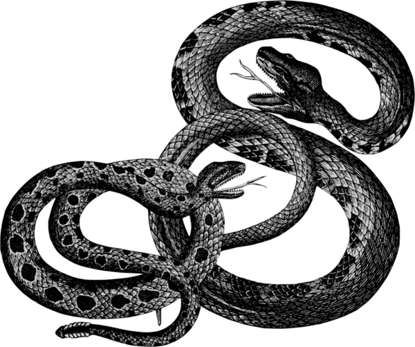 Free Snake Snake Reptile Serpent Clipart Clipart Transparent Background