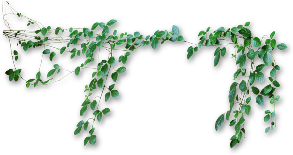 Free Tree Leaf Tree Plant Clipart Clipart Transparent Background