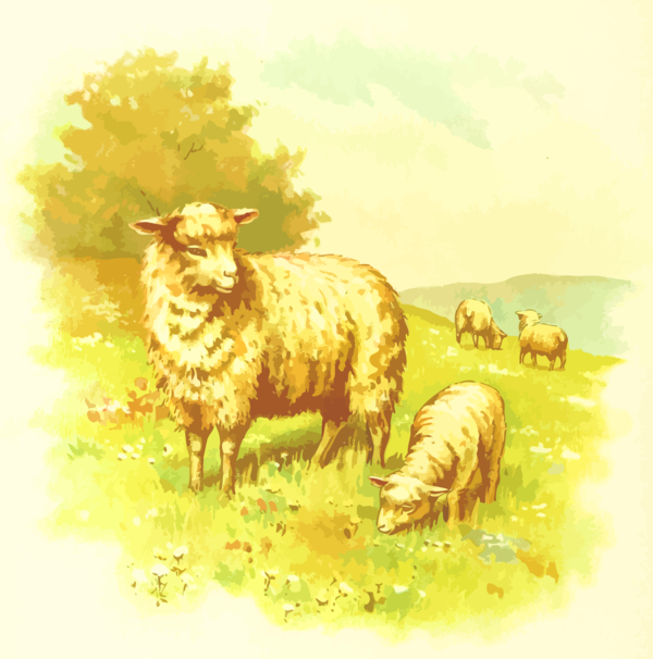 Free Sheep Sheep Wildlife Livestock Clipart Clipart Transparent Background