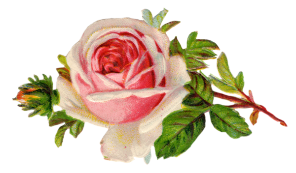 Free Tea Flower Rose Rose Family Clipart Clipart Transparent Background