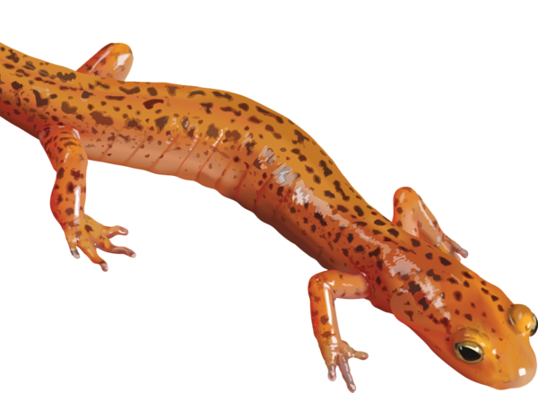 Free Lizard Reptile Lizard Gecko Clipart Clipart Transparent Background