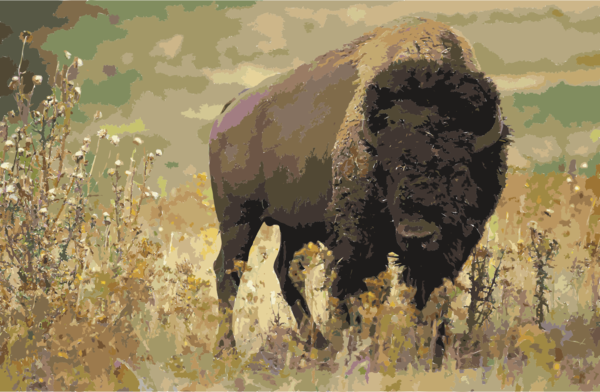 Free Grass Bison Wildlife Grazing Clipart Clipart Transparent Background