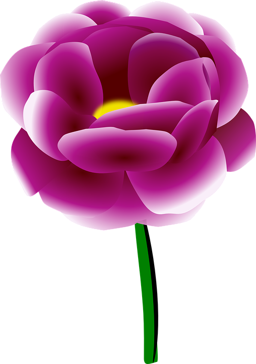 Free Peony Flower Plant Violet Clipart Clipart Transparent Background
