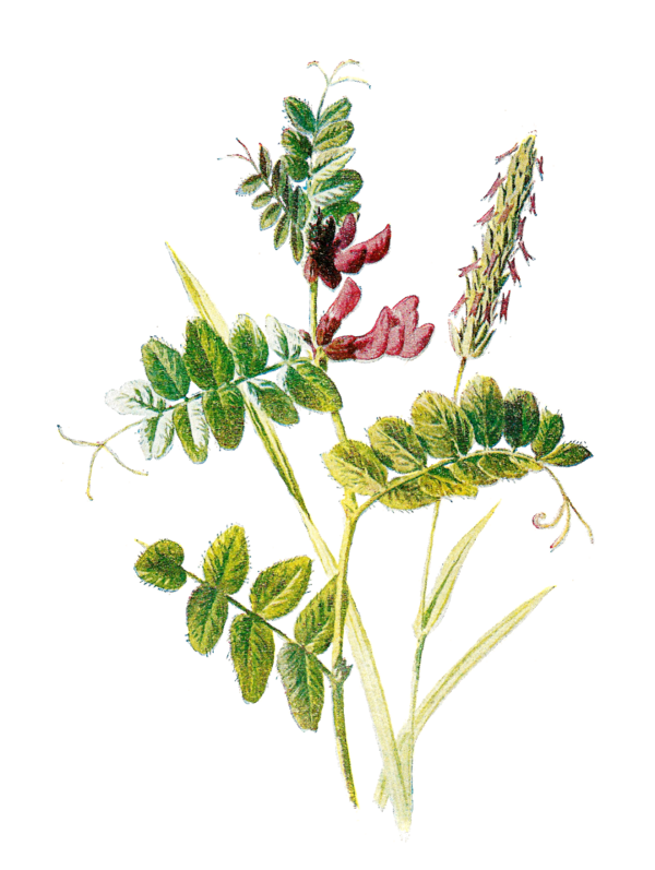 Free Herb Plant Leaf Flowerpot Clipart Clipart Transparent Background