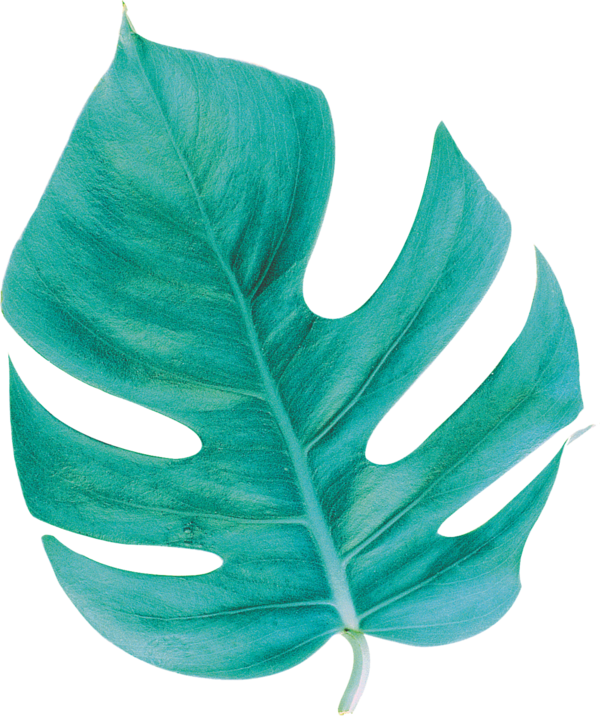 Free Leaf Leaf Plant Turquoise Clipart Clipart Transparent Background