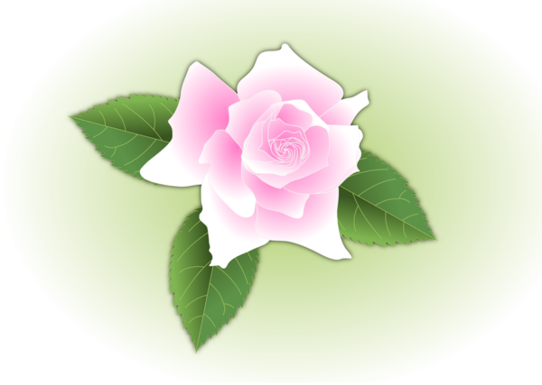 Free Rose Flower Rose Family Rose Clipart Clipart Transparent Background