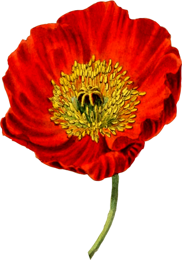 Free Gerbera Flower Cut Flowers Poppy Clipart Clipart Transparent Background