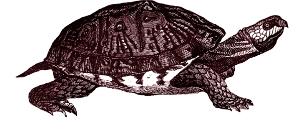 Free Turtle Reptile Turtle Tortoise Clipart Clipart Transparent Background