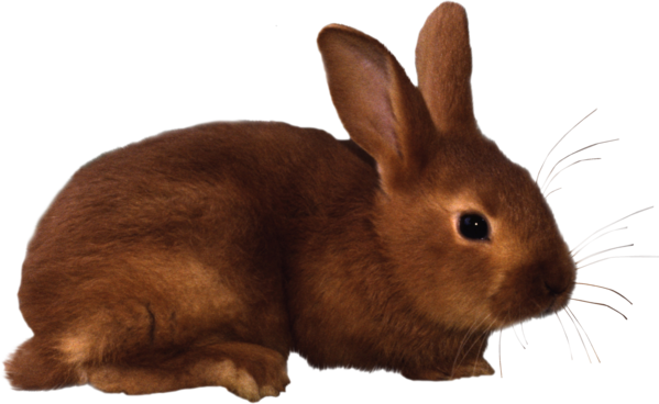 Free Rabbit Rabbit Hare Fur Clipart Clipart Transparent Background