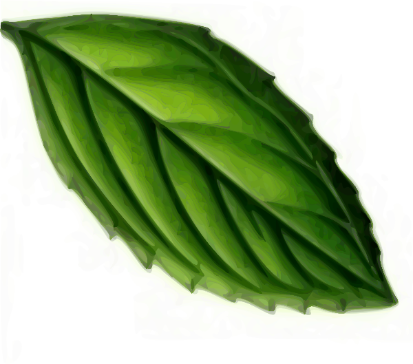 Free Leaf Leaf Vegetable Ingredient Clipart Clipart Transparent Background