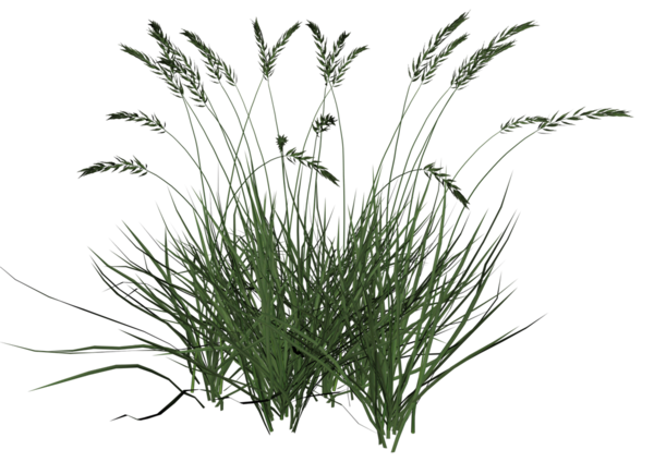 Free Family Plant Grass Grass Family Clipart Clipart Transparent Background