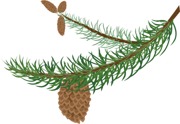 Free Leaf Tree Pine Family Branch Clipart Clipart Transparent Background