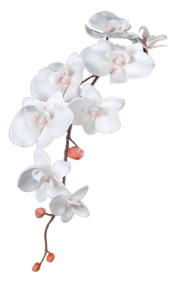 Free Orchid Flower Blossom Branch Clipart Clipart Transparent Background