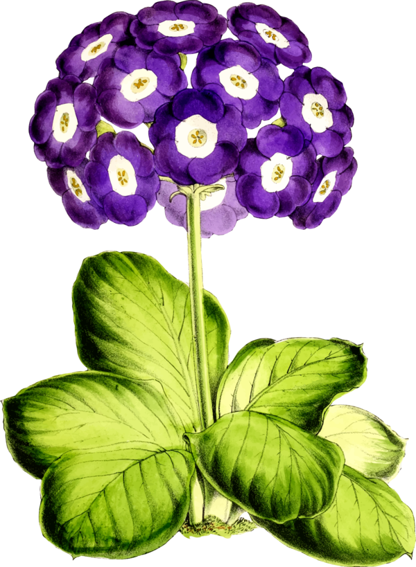 Free Leaf Flower Violet Plant Clipart Clipart Transparent Background