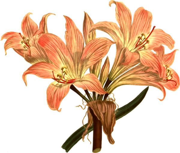 Free Lily Flower Plant Lily Clipart Clipart Transparent Background