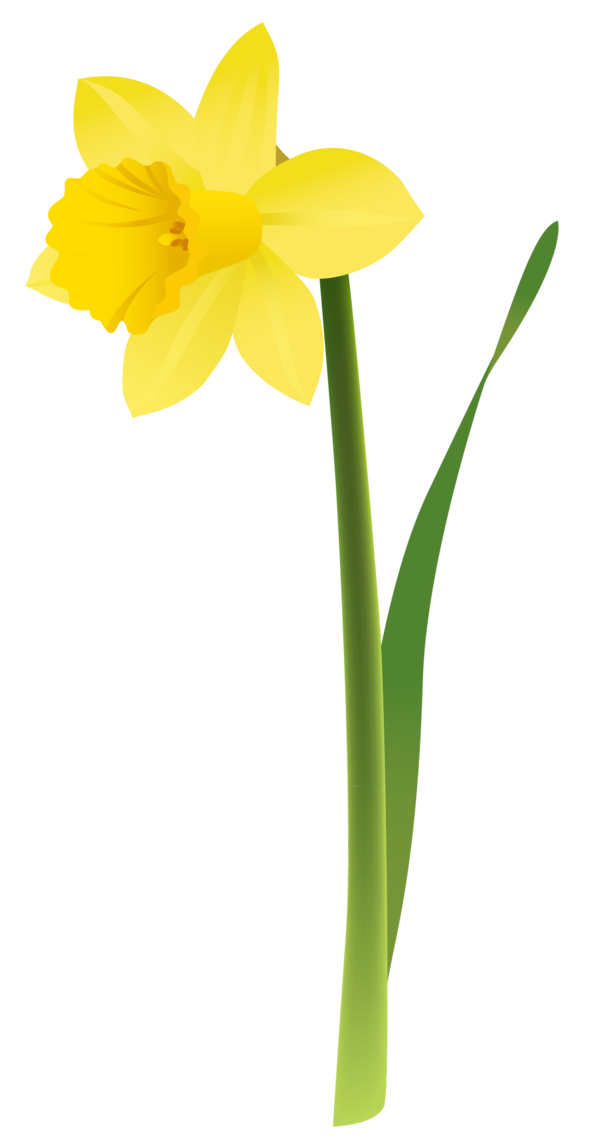 Free Daffodil Flower Plant Narcissus Clipart Clipart Transparent Background