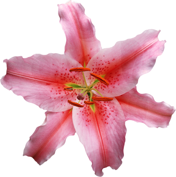 Free Lily Flower Lily Plant Clipart Clipart Transparent Background