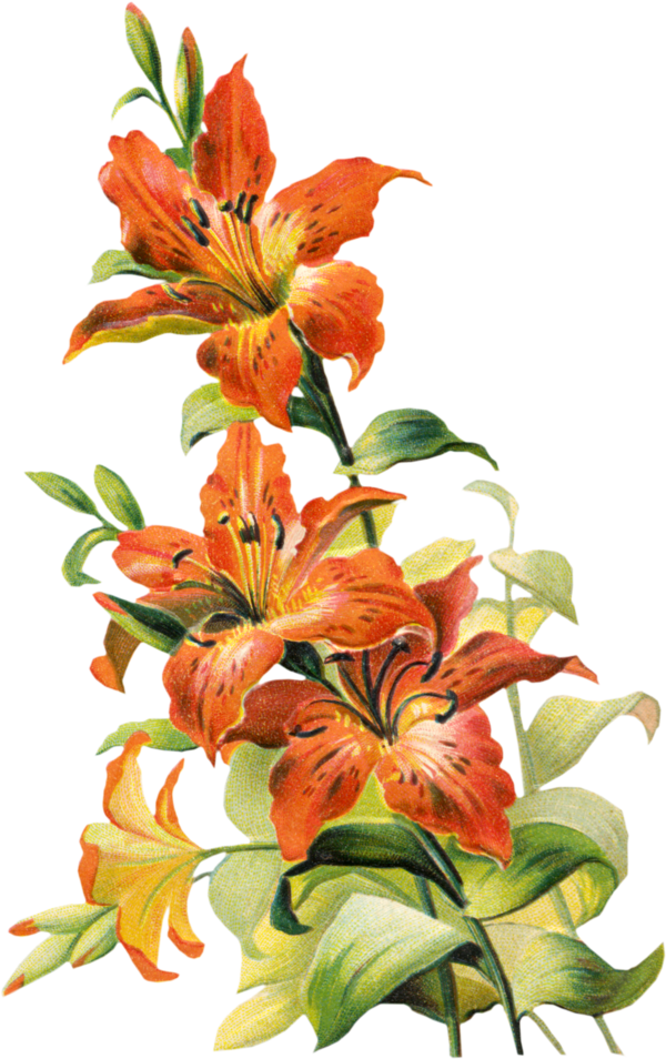 Free Tiger Flower Plant Cut Flowers Clipart Clipart Transparent Background
