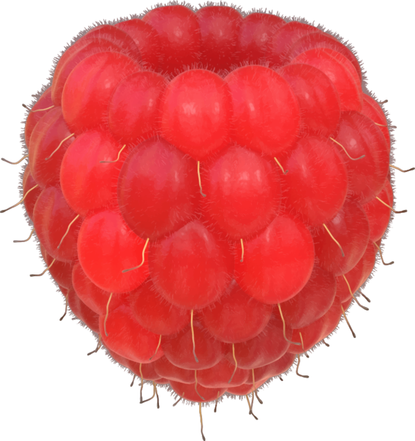 Free Fruit Fruit Berry Raspberry Clipart Clipart Transparent Background